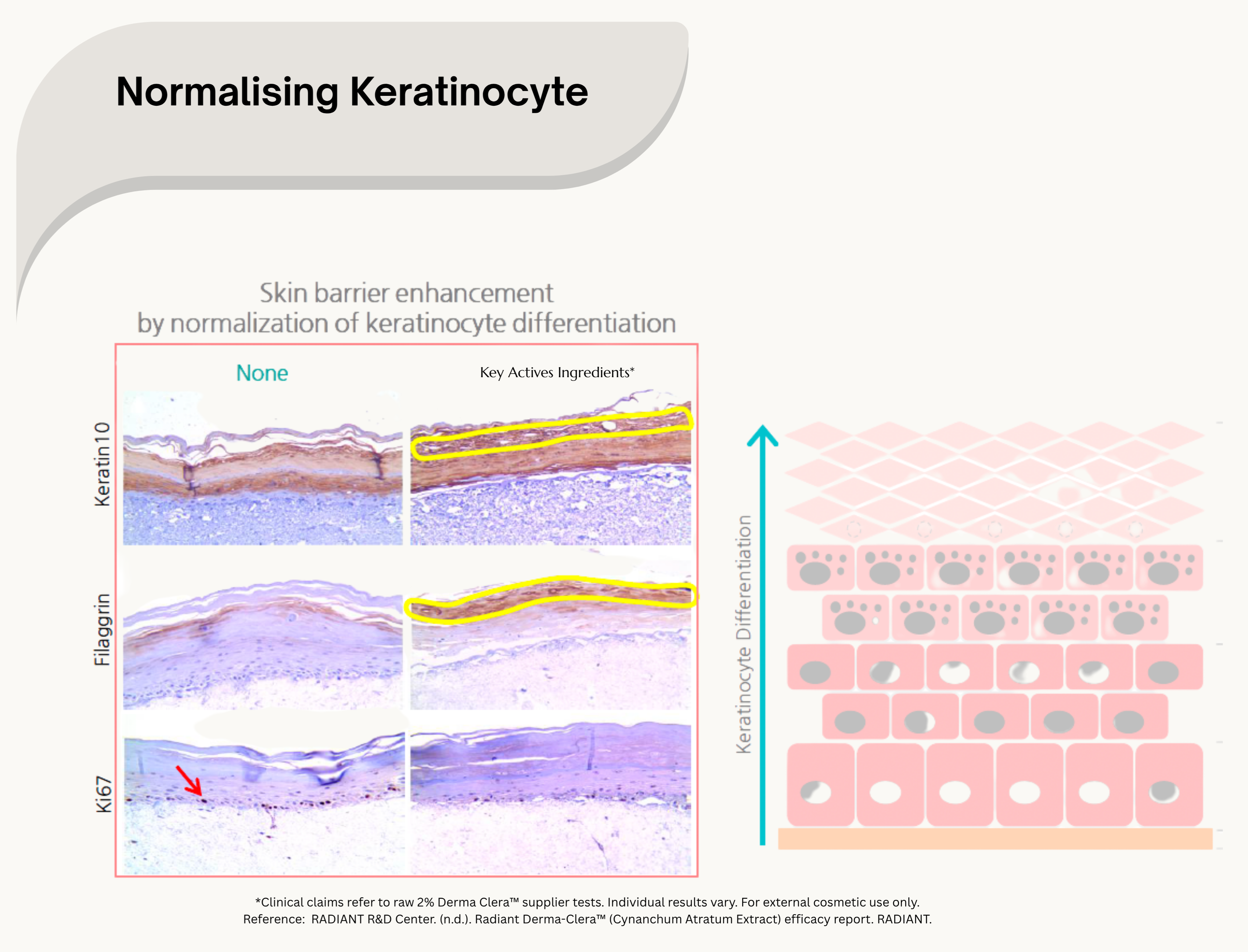 Regulates Keratinocyte Differentiation & Barrier Repair