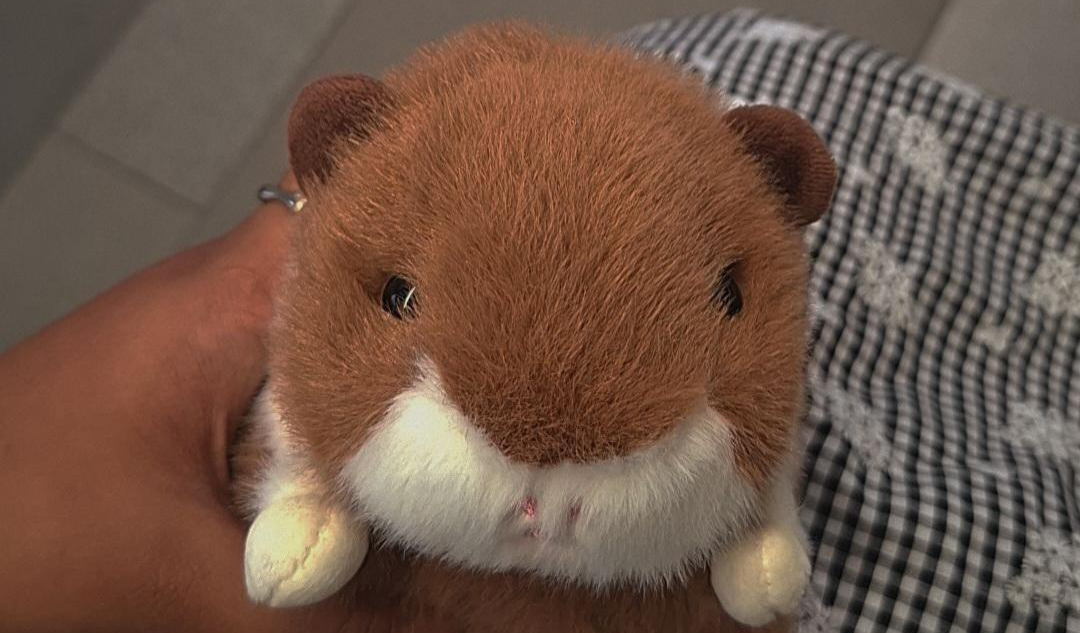 Hi, Hammy here!