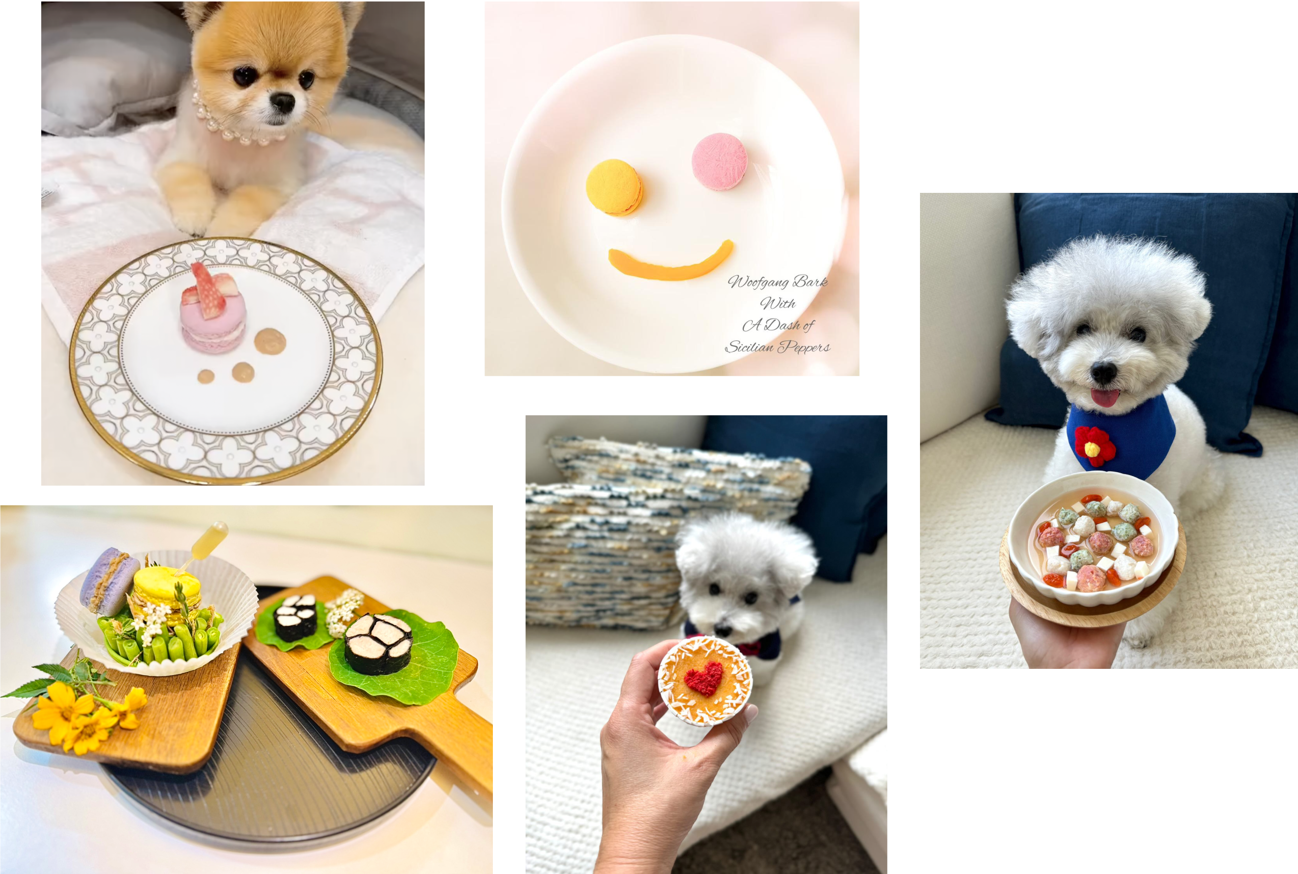 Create an Incredible Pet Dining Experience