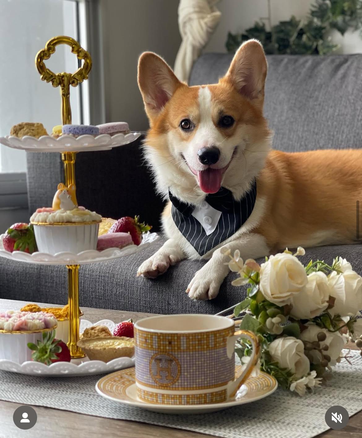 @mochi_thecorgisg
