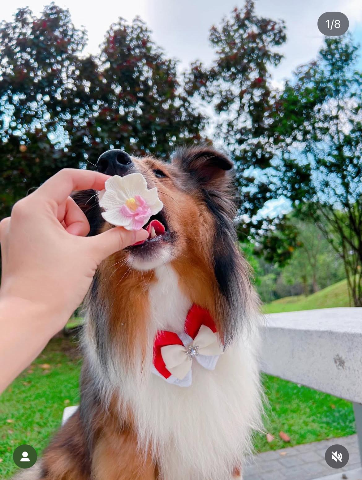 @_haileysheltie_