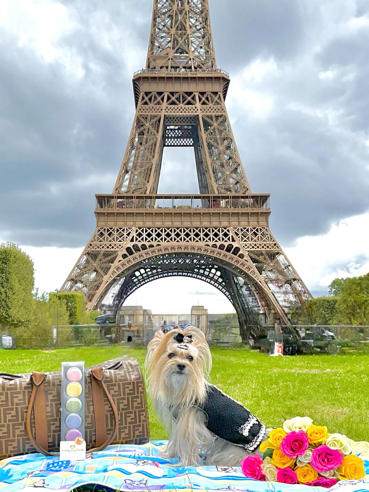 @princessbelle.yorkie