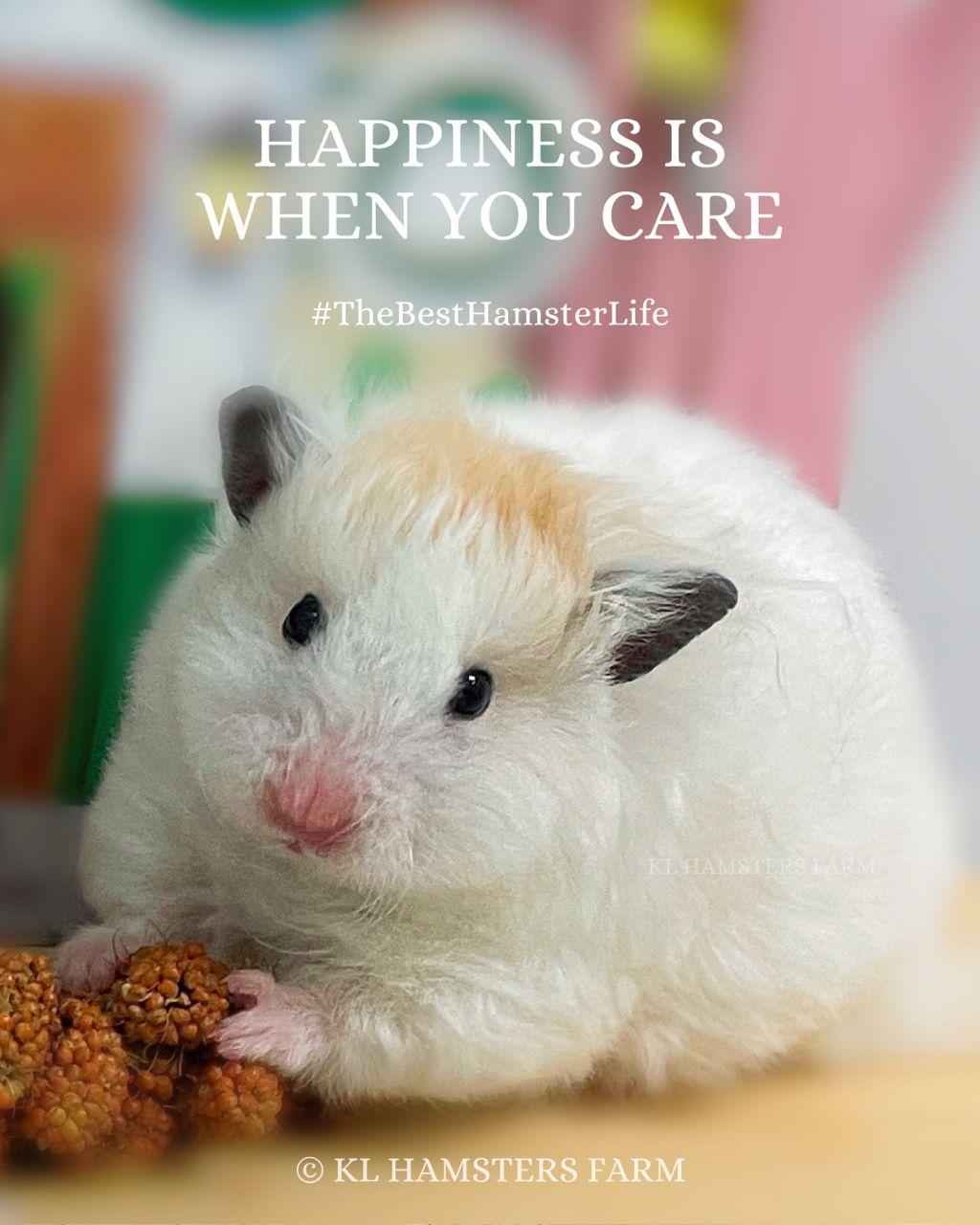 Welcome to KL Hamsters Farm