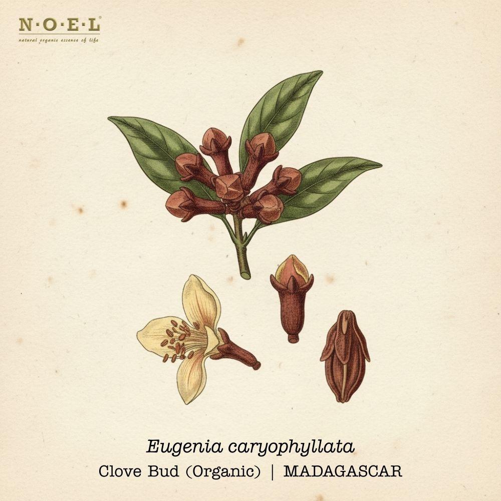 Clove Bud Essential Oil (Organic) MADAGASCAR