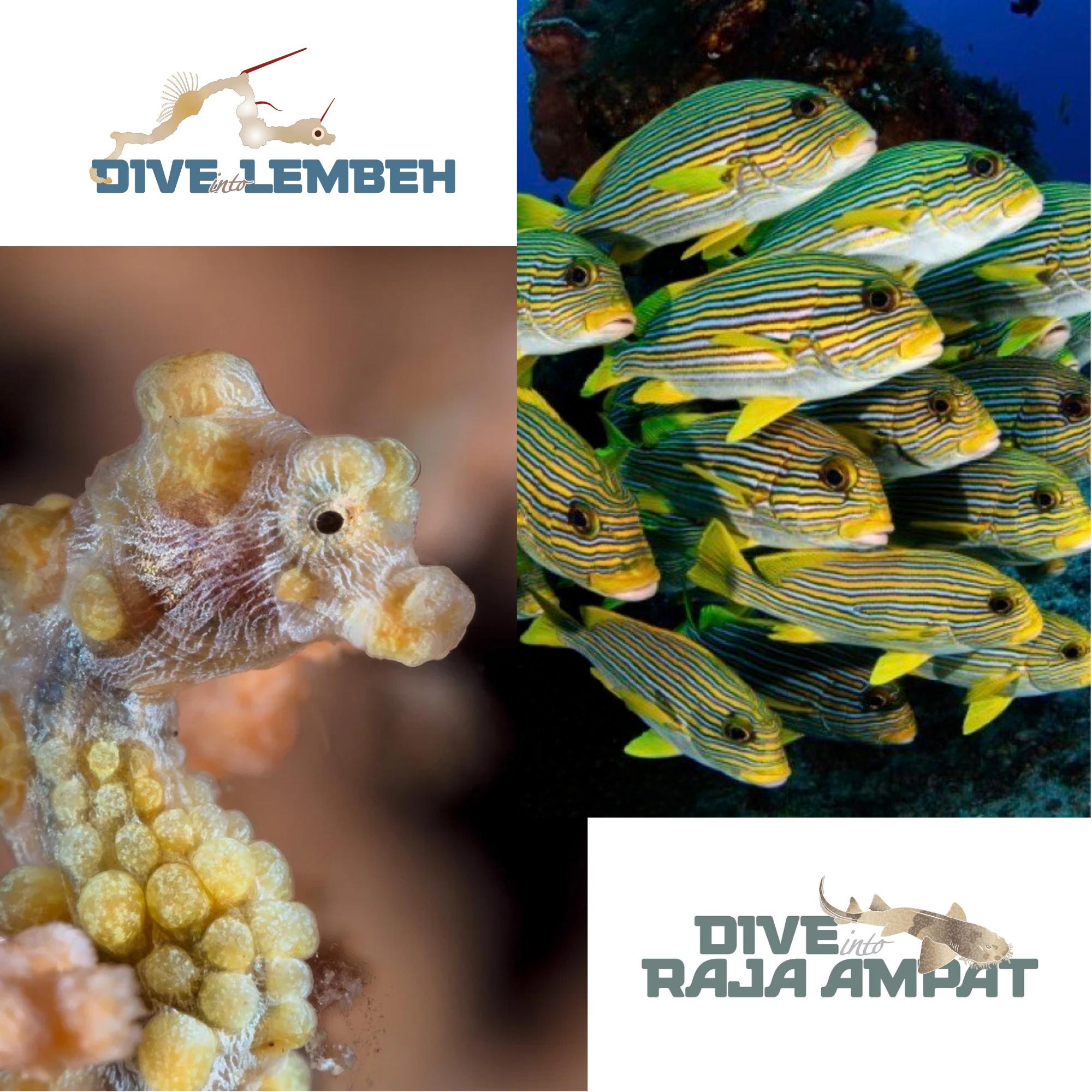 ADEX2026 Dive Into Lembeh & Dive Into Raja Ampat
