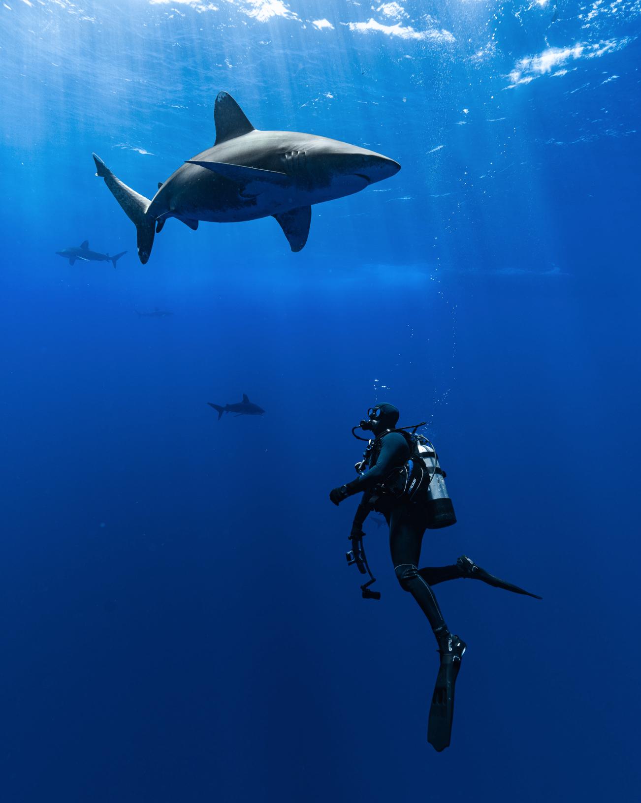 PADI® AWARE Shark and Ray Conservation Specialty