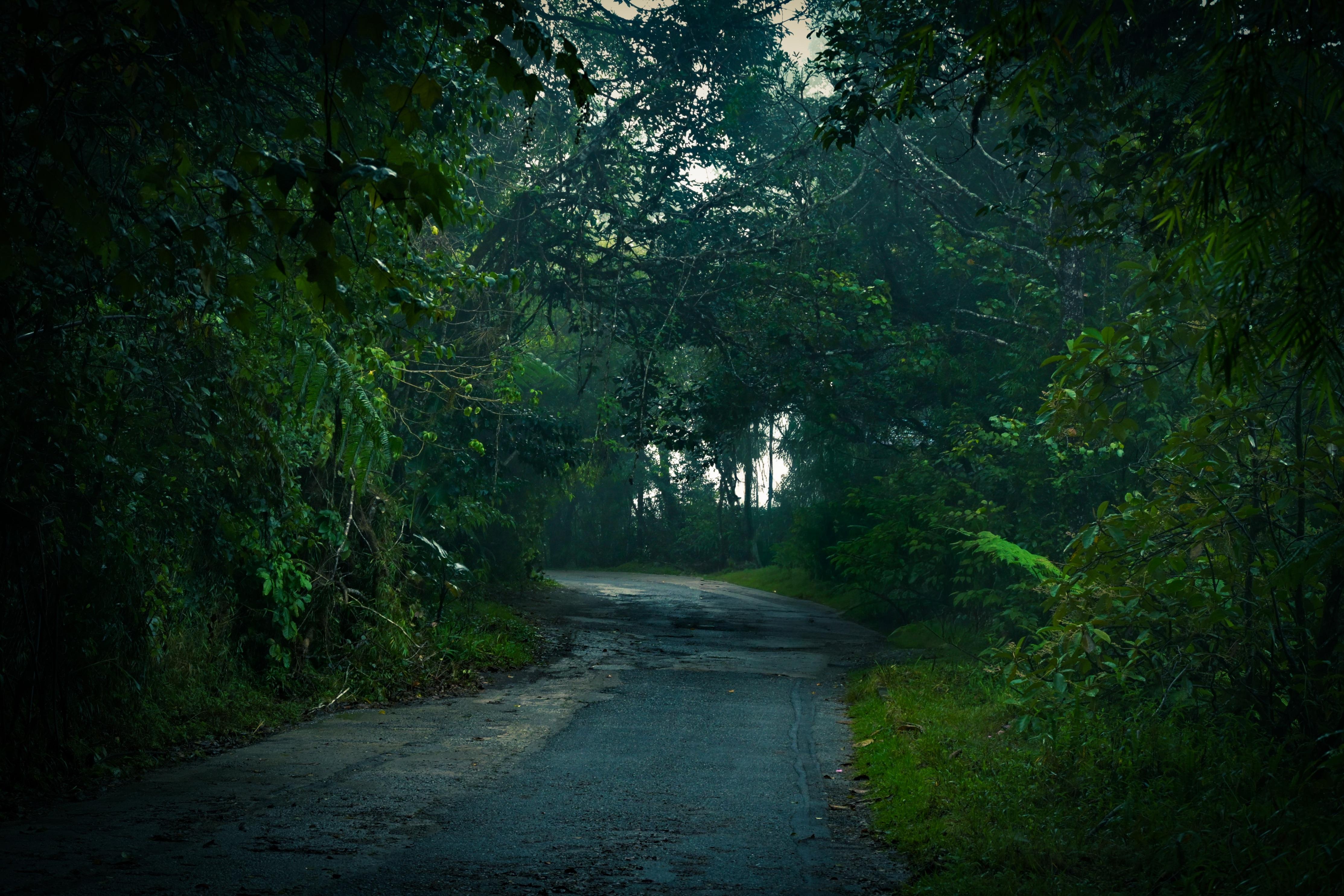 There's a sense of mystery here. A path that doesn't rush, inviting slow steps, reflection and trust in what lies just beyond the bend. - Mossy Forest | Cameron Highland