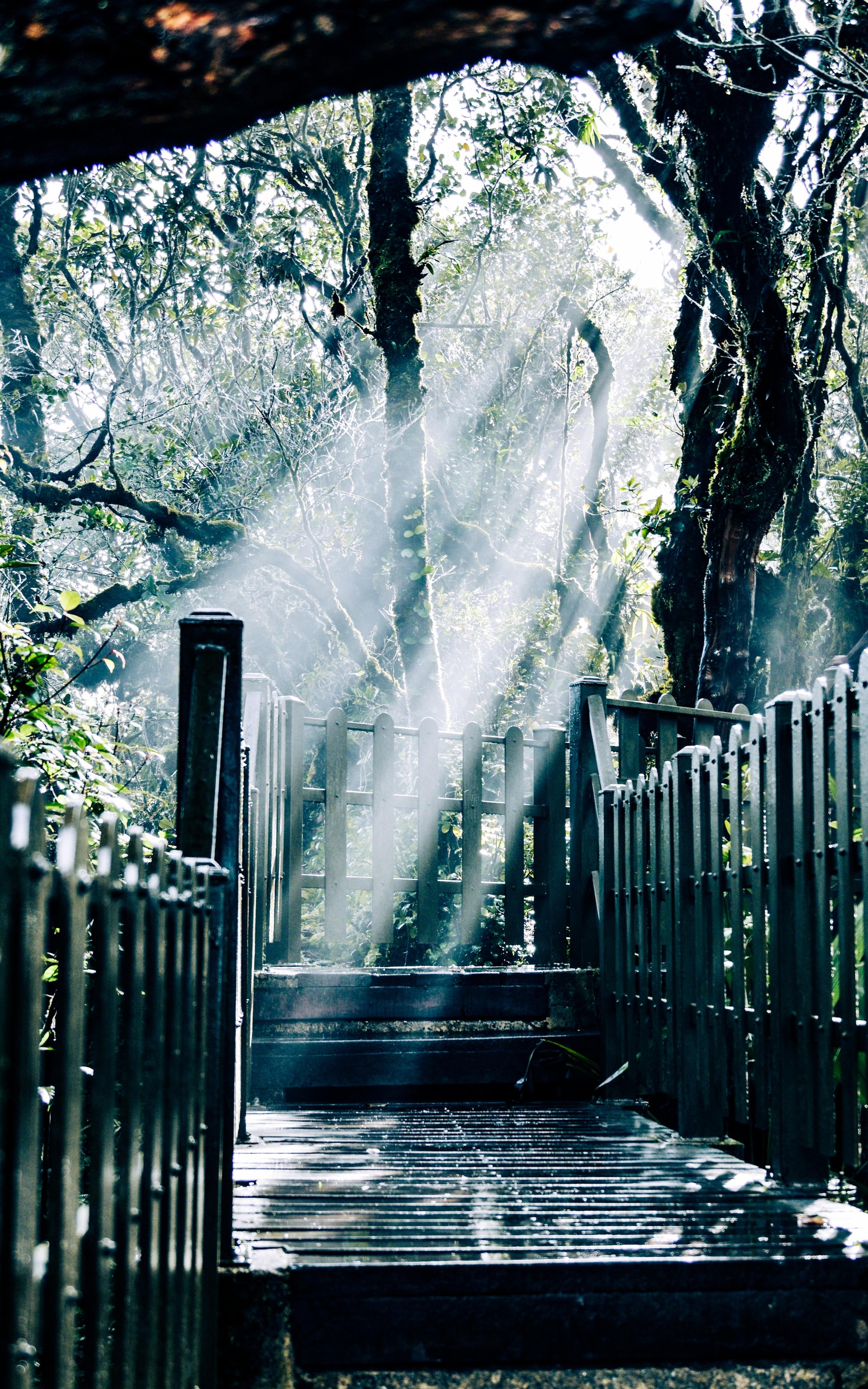 Soft sunrays stream through the leaves, creating a quiet, almost sacred atmosphere... - Mossy Forest | Cameron Highland