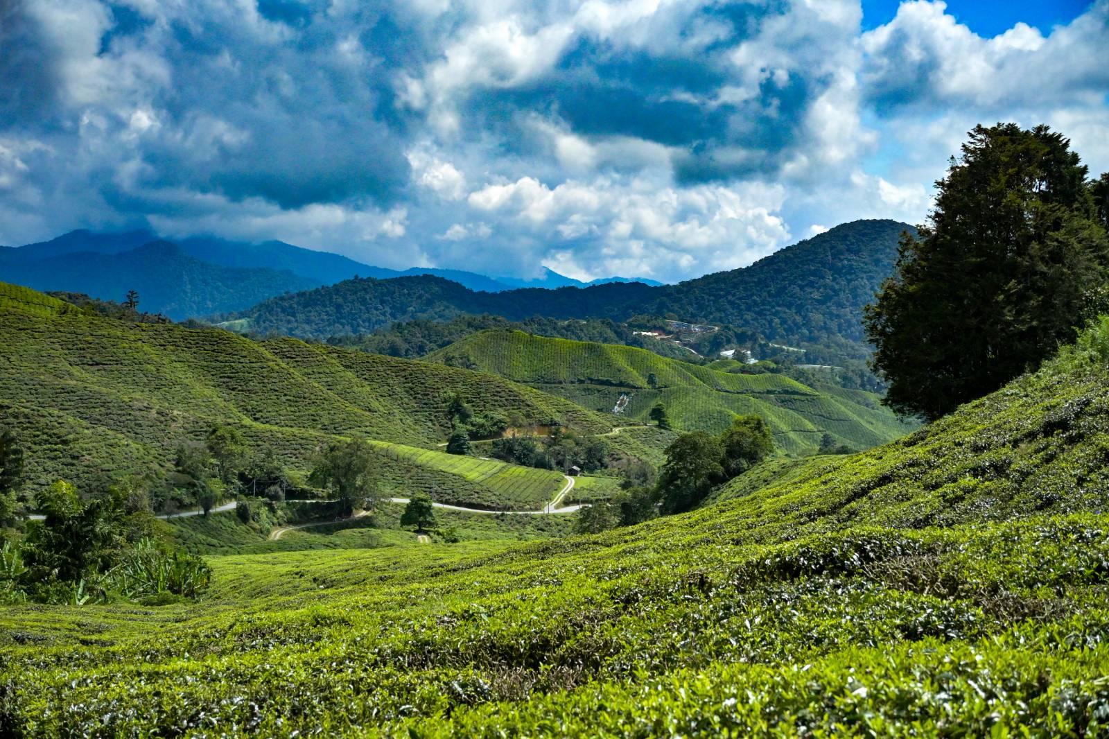 Tea Plantation | Cameron Highland