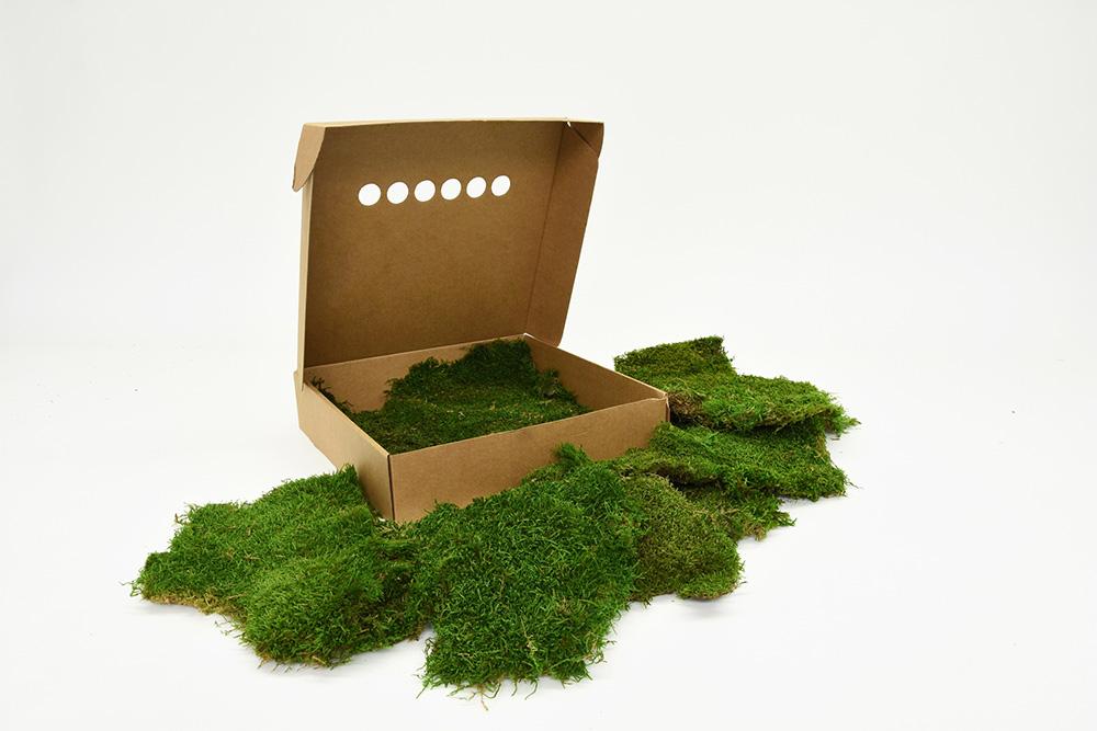 Flat Moss