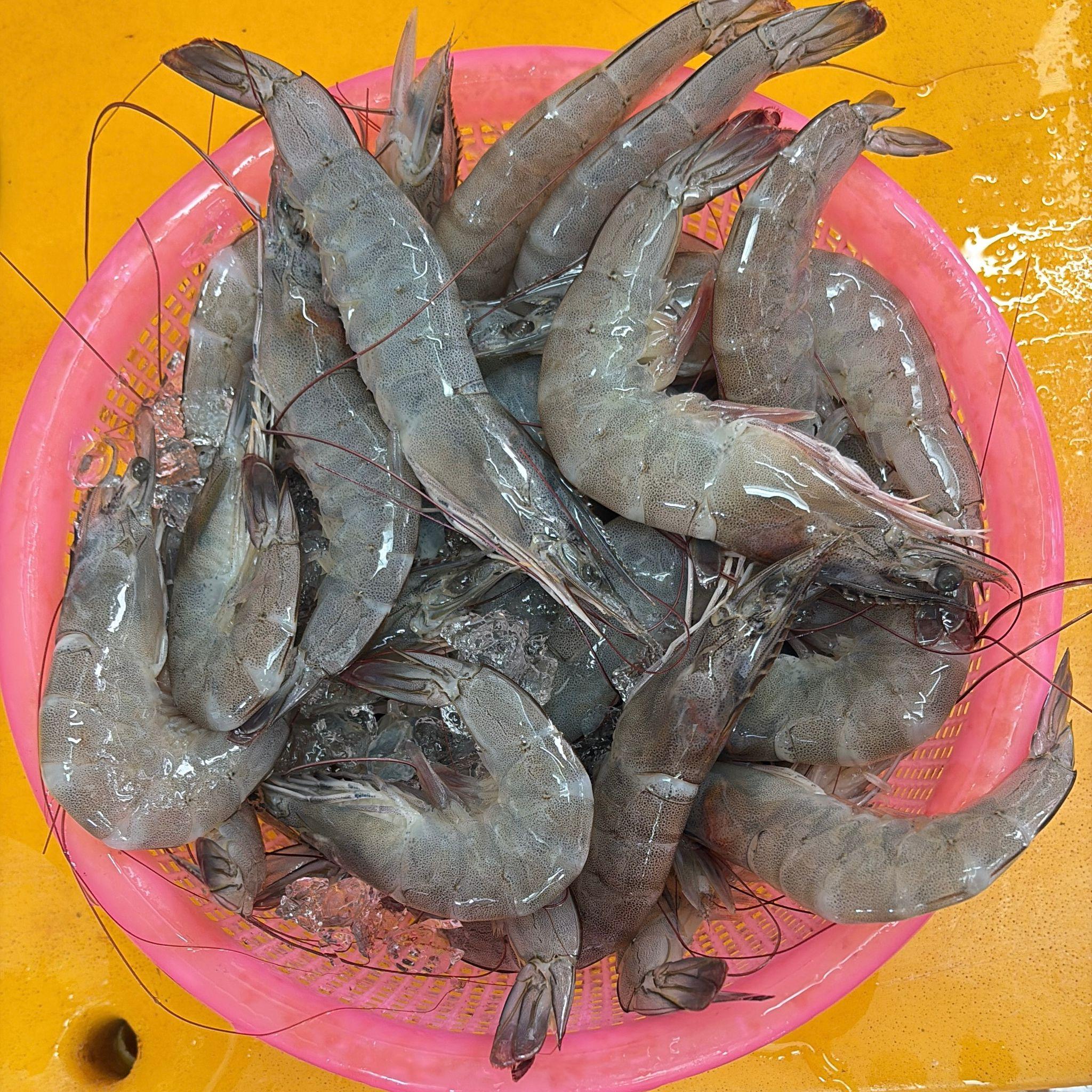 Farmed Vannamei Grey Prawns (Medium)
