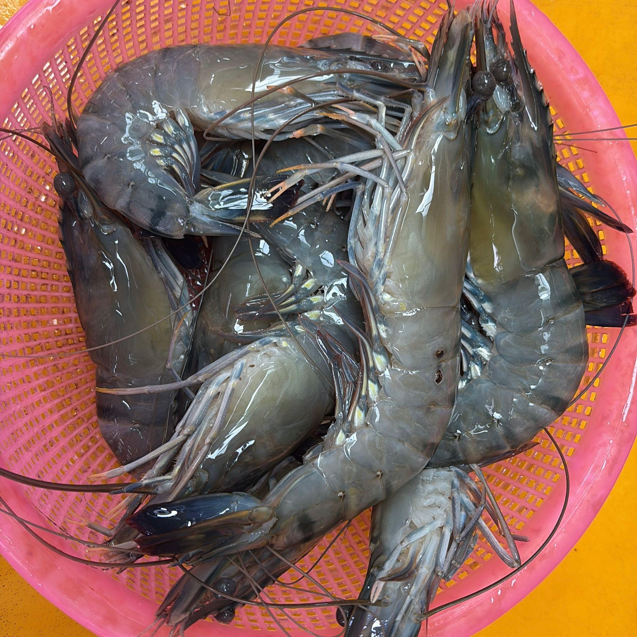 Tiger Prawns