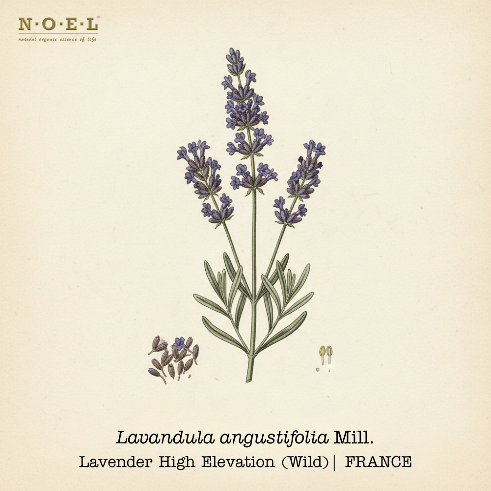 Lavender High Elevation France (Lavandula angustifolia) botanical illustration on cream parchment with purple flower spikes and silvery-green leaves; pale golden essential oil smear shown.