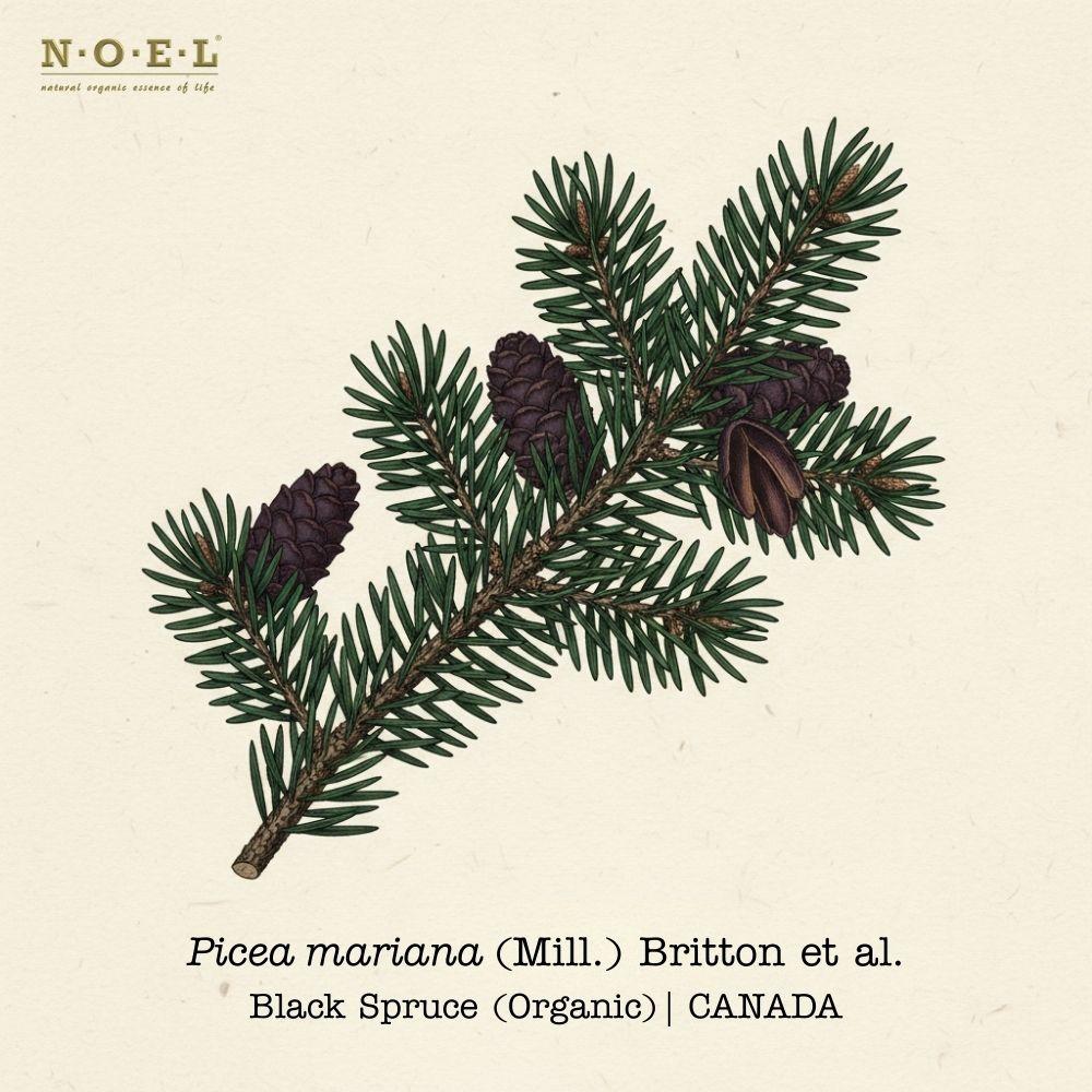Spruce Black Organic (Picea mariana) with dark green needles and cones; fresh radiant aroma evolving to warm, woody, dry with soft balsamic drydown; invigorating and restorative, evokes fresh forest walks; certified organic essential oil.