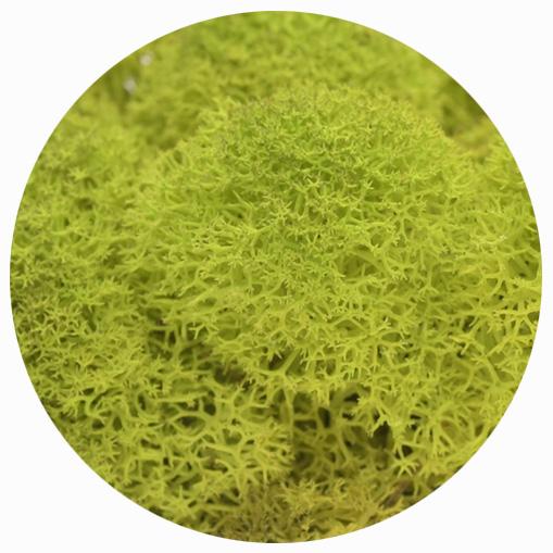 Reindeer Moss