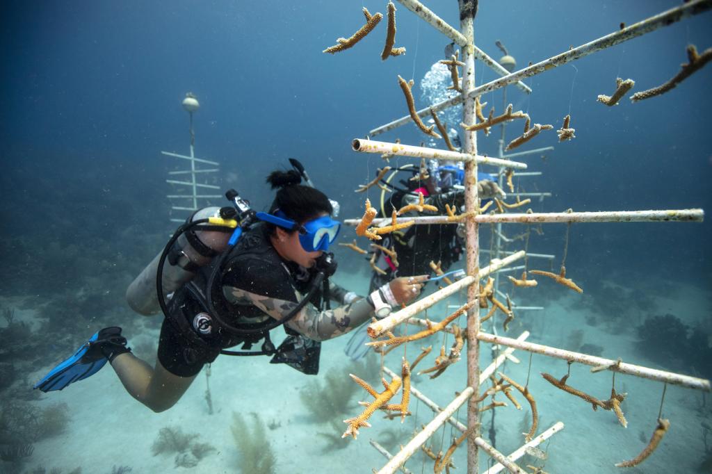 Conservation-related Courses
