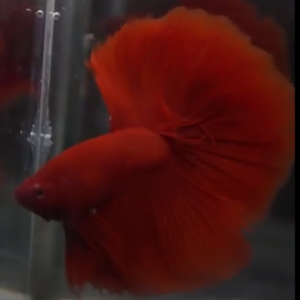 Betta (Male)