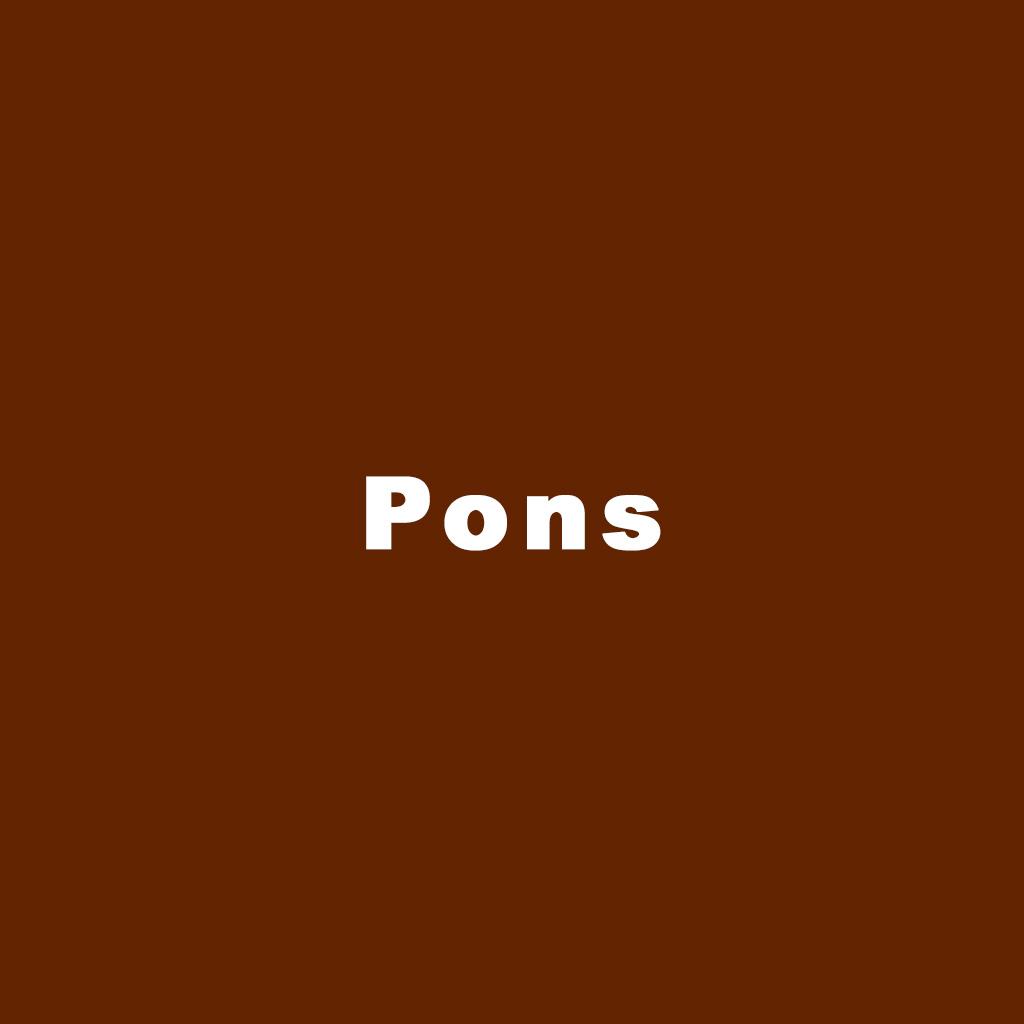 Pons