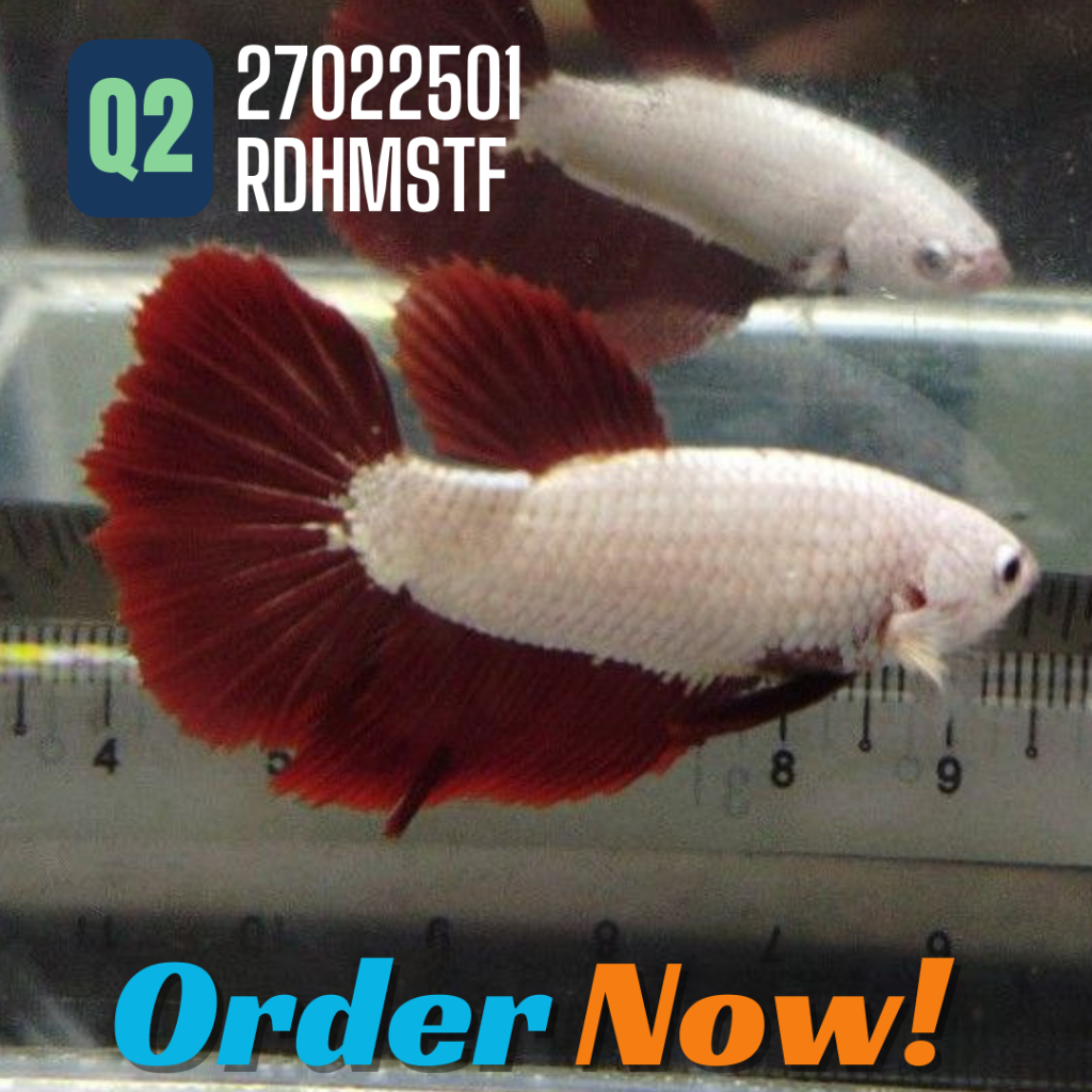 Betta (Female)