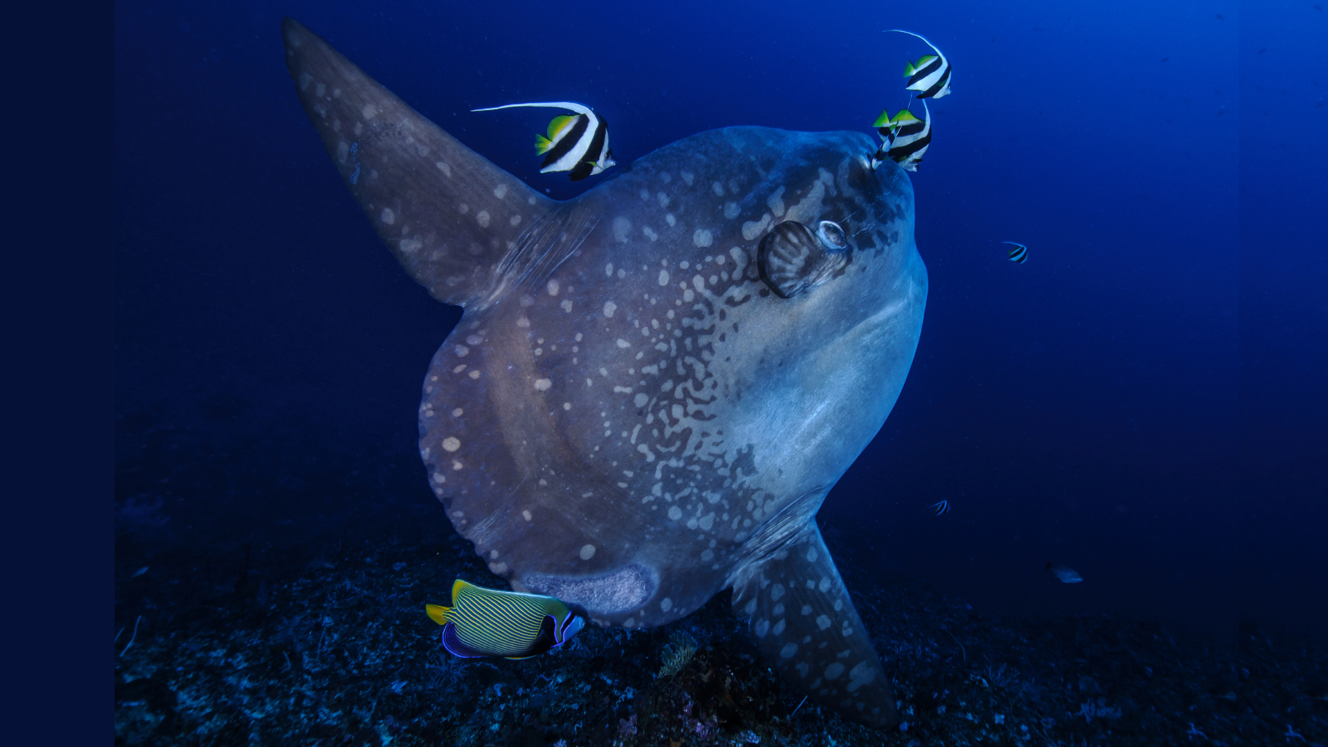 5D4N In Search of Mola Molas: National Day 2026 Adventure