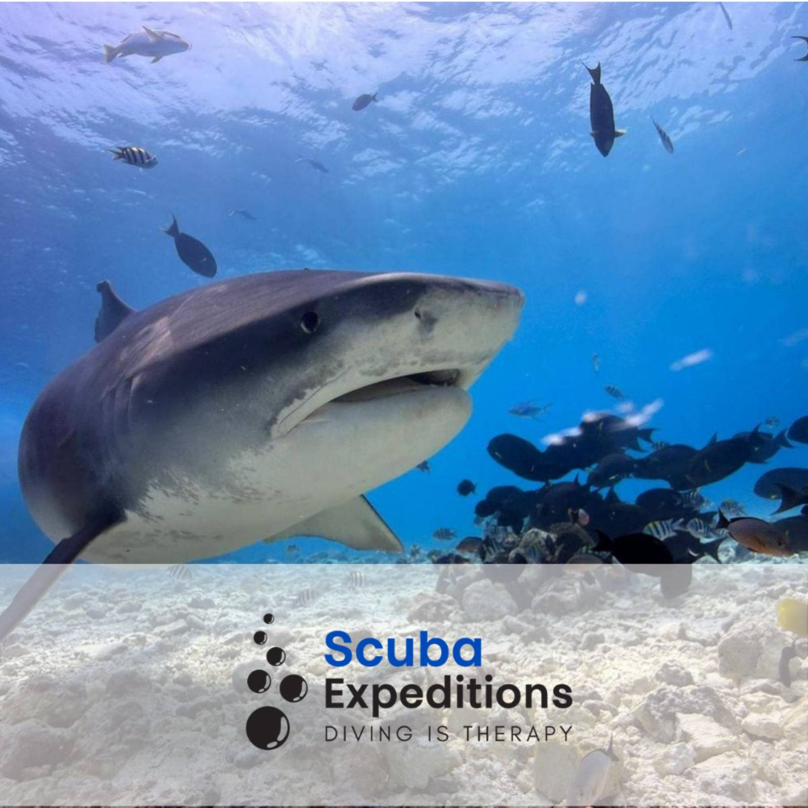ADEX2026 Scuba Expeditions - Fuvahmulah, Maldives