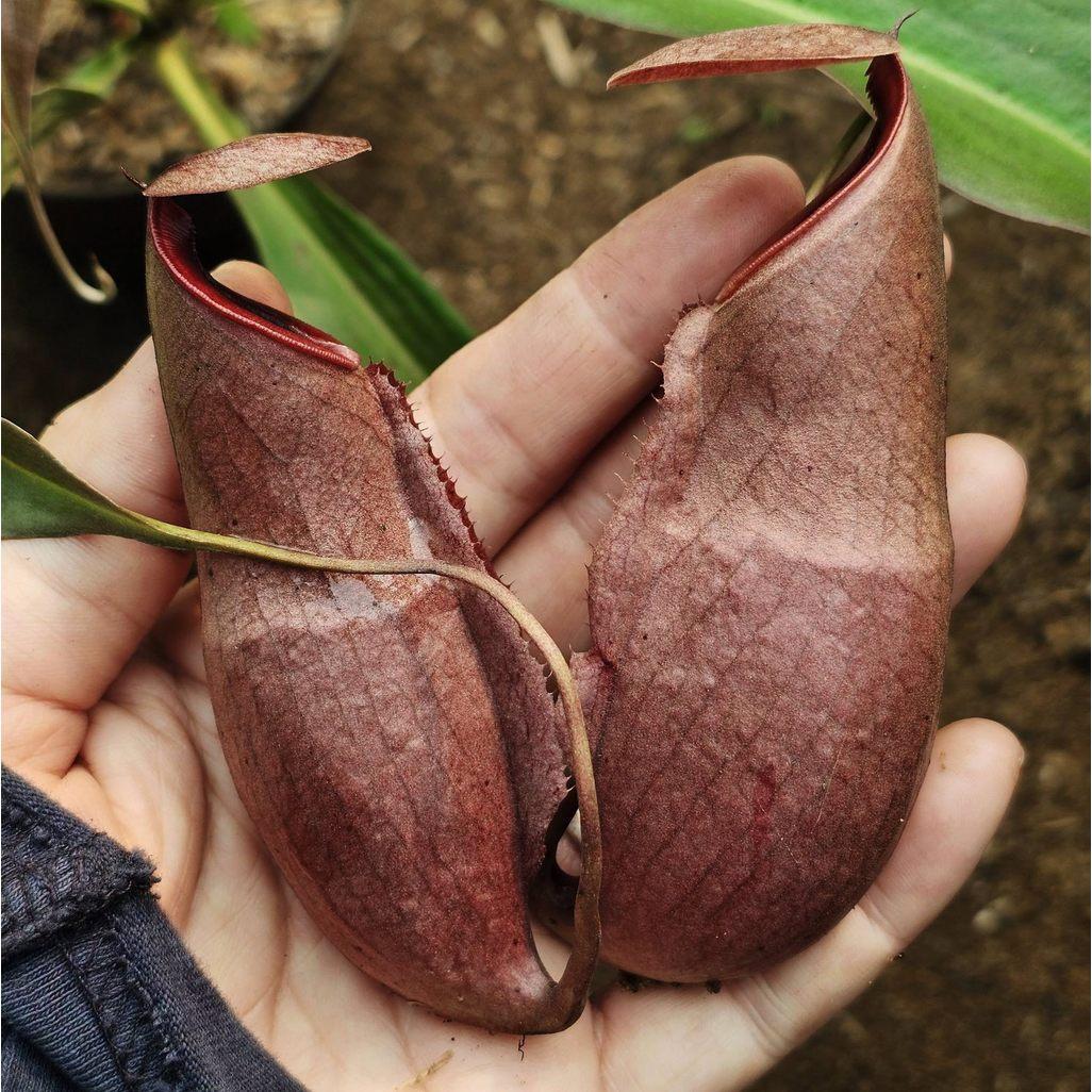 Nepenthes Rowanae x Mirabilis by Ellen Kusnadi