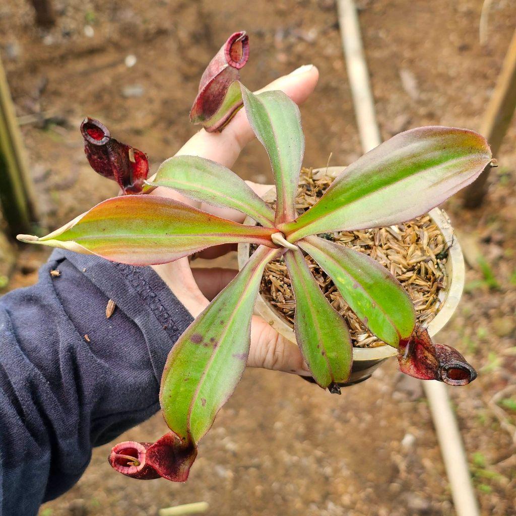Nepenthes Mirabilis x Ampullaria by Ellen Kusnadi