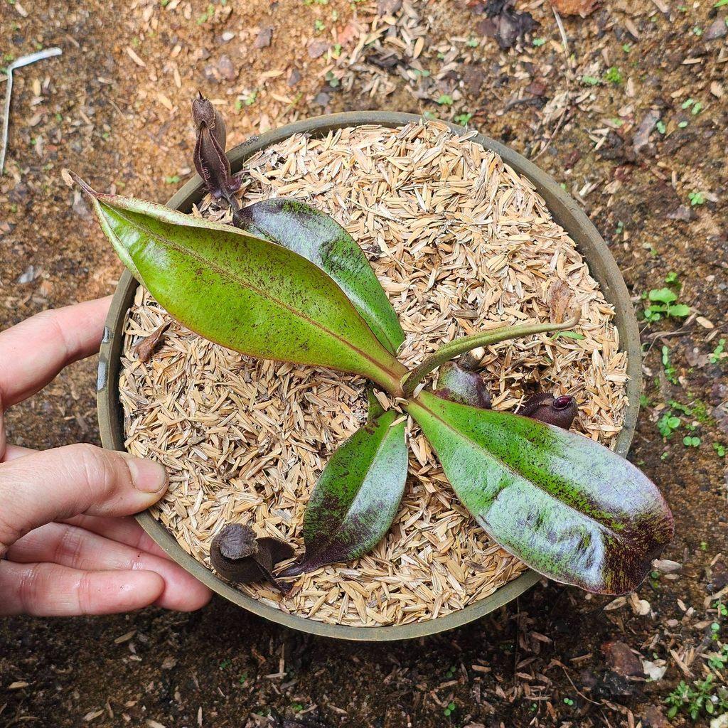 Nepenthes Mirabilis x Ampullaria 'Black Miracle' by Ellen Kusnadi