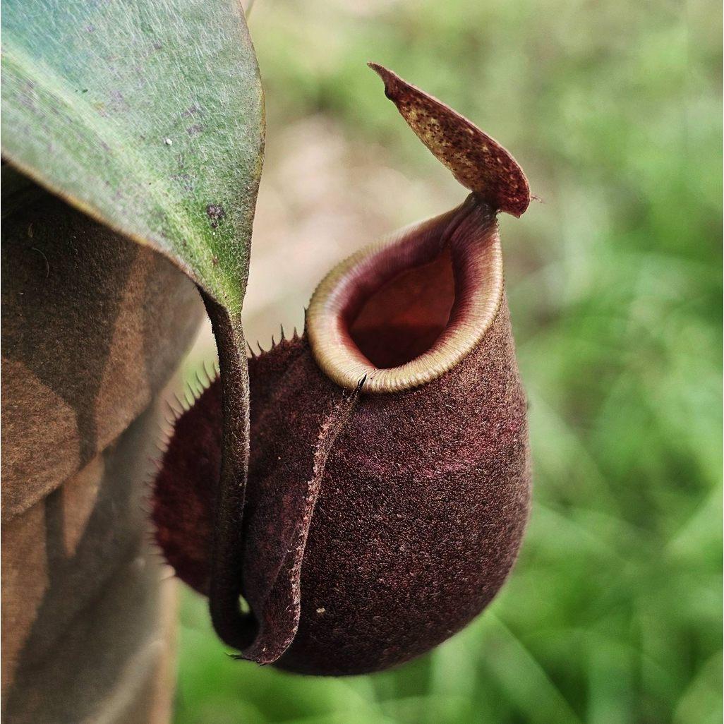 Nepenthes Mirabilis x Hookeriana by Ellen Kusnadi