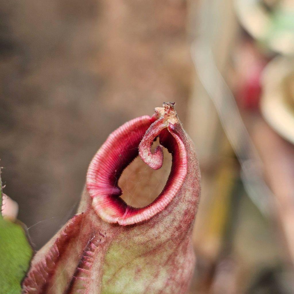 Nepenthes Mirabilis x Ampullaria by Ellen Kusnadi