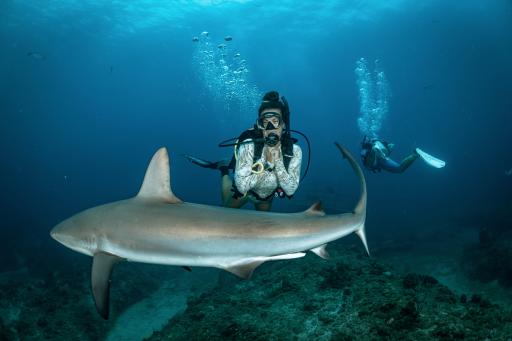 PADI® AWARE Shark and Ray Conservation Specialty - image 3