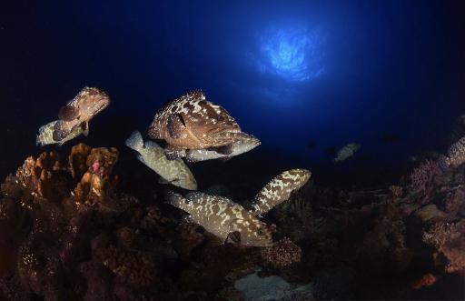 UNDERSTANDING LIGHT with AARON WONG - image 3