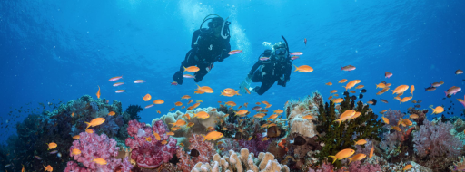 Referral - PADI Open Water Diver Course (Confined Water Skills Only) - image 1