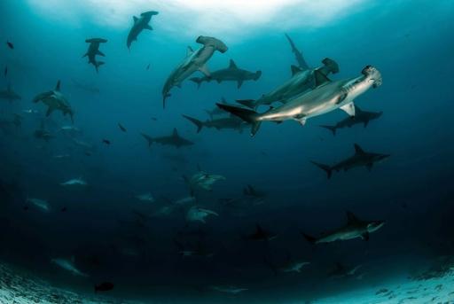 PADI® AWARE Shark and Ray Conservation Specialty - image 2