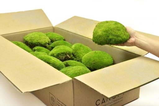 Ball Moss - image 5