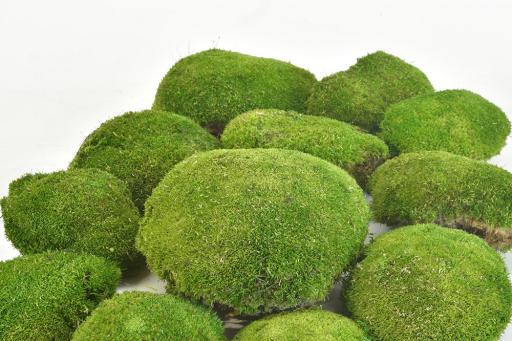 Ball Moss - image 4