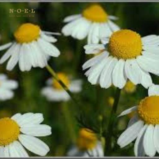 Chamomile German Hydrosol (Organic) FRANCE - image 2