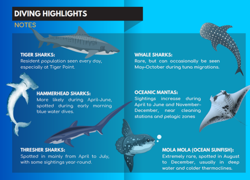 5D4N Dive with Tiger Sharks - Fuvahmulah, Maldives - image 9