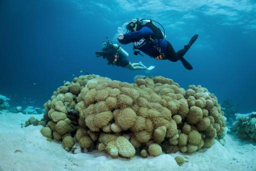 PADI® AWARE Specialty - image 2