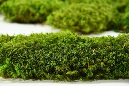 Hair Moss - image 4
