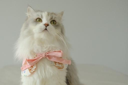 Curious Capelet - Seasonal - image 2