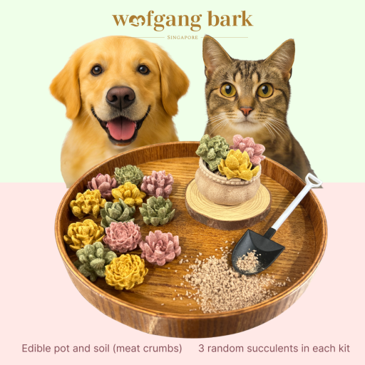 Freeze-Dried Edible Succulent DIY Kit - image 1