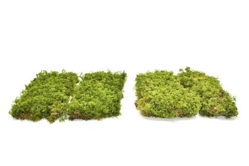 Fern Moss - image 3