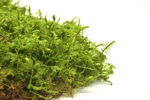 Fern Moss - image 4