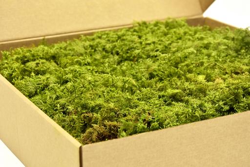 Fern Moss - image 2