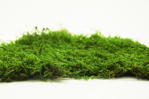 Flat Moss - image 3