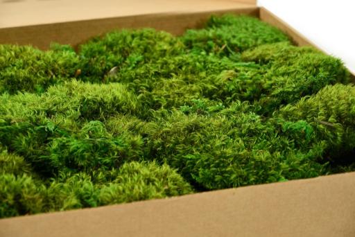 Hair Moss - image 2