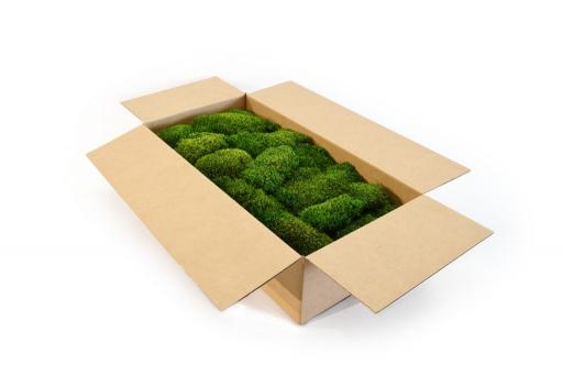 Hair Moss - image 3