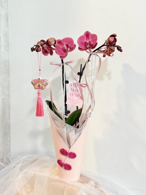 Mini Phalaenopsis Orchids | Bloom Box - image 3