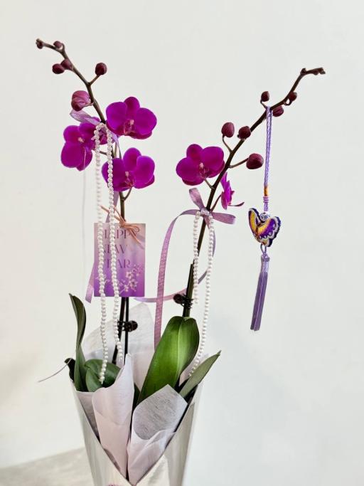 Mini Phalaenopsis Orchids | Bloom Box - image 2